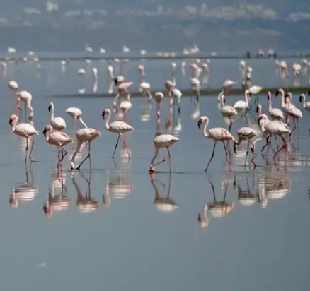 flamingos