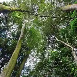 Karura Forest