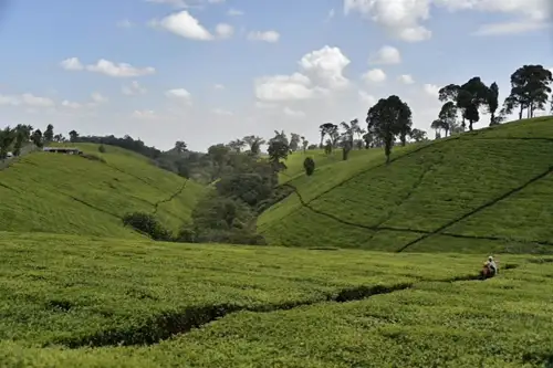 Tea plantation