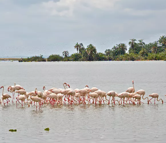 flamingos