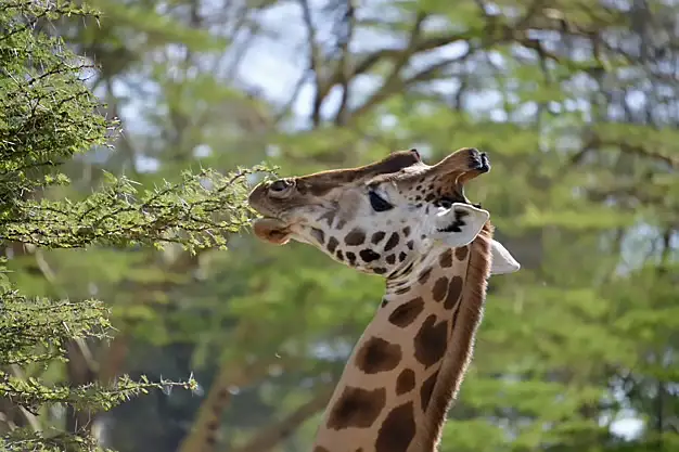 Giraffe in Lake Nakuru