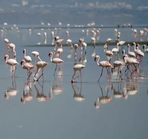 flamingos