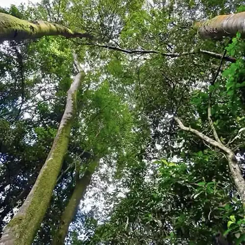 Karura Forest