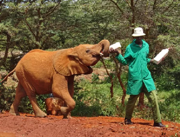 elephant